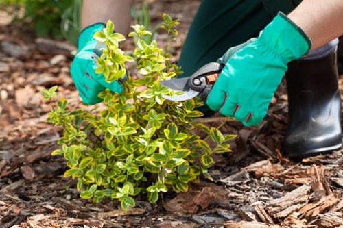 Eco-friendly driveway cleaning methods