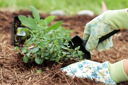 Electric hedge trimmer in use