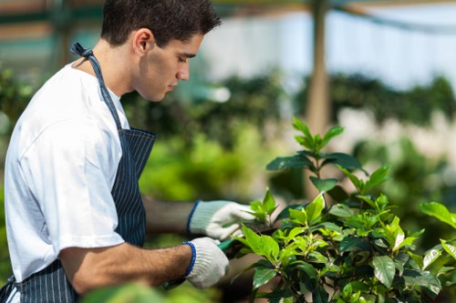 Certified tree surgeon assessing tree health